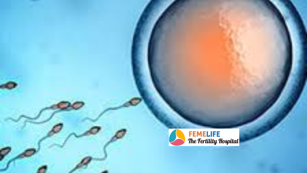 Femelife IVF